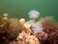 Zeeanjelieren en gewone broodspons